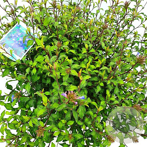 Ceratostigma willmottianum 35-40 cm 10L