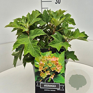 Hydrangea querc. 'Munchkin' 30-40 cm 10L
