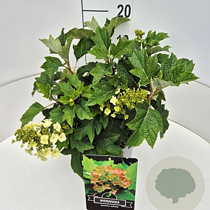 Hydrangea querc. 'Munchkin' 30-40 cm 10L