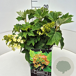 Hydrangea querc. 'Munchkin' 30-40 cm 10L