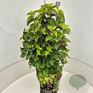 Leycesteria formosa 'Purple Rain' 50-60 cm 20L