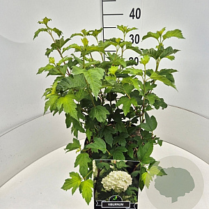Viburnum opulus 'Roseum' 40-50 cm 10L