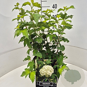 Viburnum opulus 'Roseum' 40-50 cm 10L
