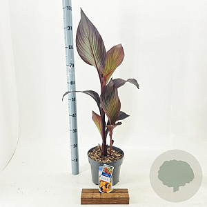 Canna indica 100 cm 5,0L