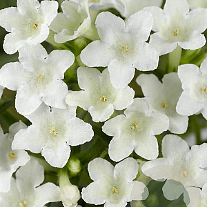 Lithodora d. 'Alba' GM P9
