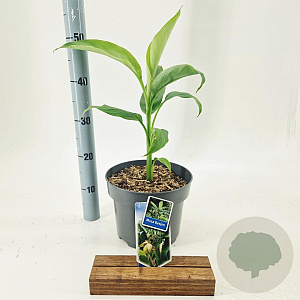 Musa basjoo 60-80 cm 5,0L