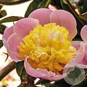 Paeonia 'Butter Bowl' GM  P11