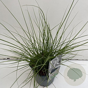 Pennisetum advena 25-30 cm 2,0L vierkant