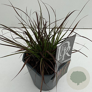 Pennisetum advena 'Rubrum Dwarf' 25-30 cm 2,0L vierkant