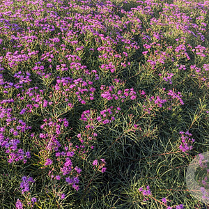 Vernonia 'Summer's Swan Song' GM P9