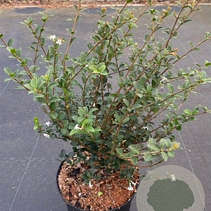 Osmanthus delavayi 25-30 cm 2,0L