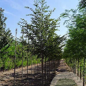 Ostrya carpinifolia 14-16 HO draadkluit