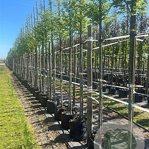 Carpinus bet. 'Fastigiata' 10-12 HO container