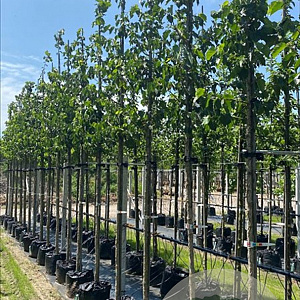 Corylus colurna 12-14 HO container
