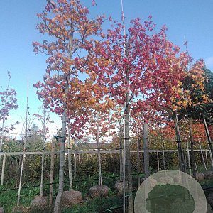 Liquidambar styraciflua 20-25 HO draadkluit 3 X verplant