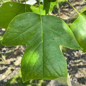 Liriodendron tulipifera 10-12 HO container