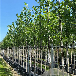 Liriodendron tulipifera 14-16 HO container