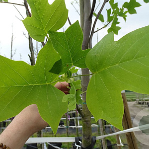 Liriodendron tulipifera 14-16 HO container