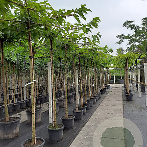 Morus alba 'Fruitless' 10-12 HO container dakvorm