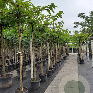 Morus alba 'Fruitless' 10-12 HO container dakvorm