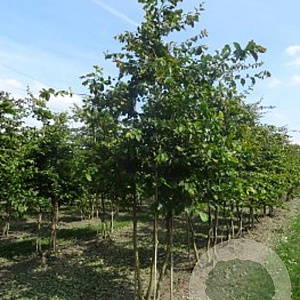 Parrotia persica 400-450 cm draadkluit meerstammig