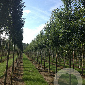 Pyrus calleryana 'Chanticleer' 18-20 HO draadkluit