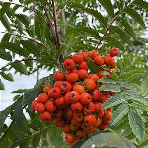 Sorbus auc. 'Sheerwater Seedling' 10-12 HO container