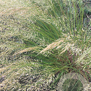 Achnatherum calamagrostis 'Algäu' GM P9