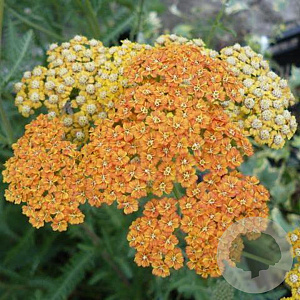 ACHILLEA HYBRIDE 'TERRACOTTA' GM P9
