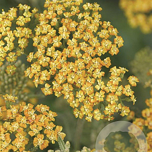 ACHILLEA HYBRIDE 'TERRACOTTA' GM P9