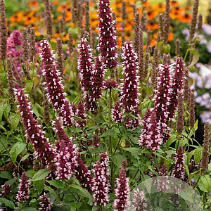 Agastache Beelicious Pink GM P9