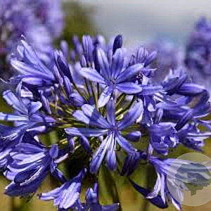Agapanthus 'Intermedius' GM P9