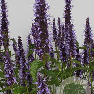 Agastache rugosa 'Little Adder' GM P9