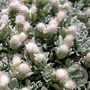 Antennaria dioica borealis GM P9