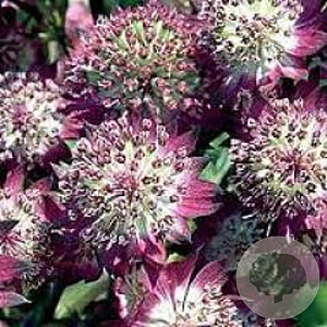 Astrantia maj. 'Star of Beauty' GM P9