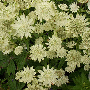 Astrantia maj. 'Superstar' GM P9