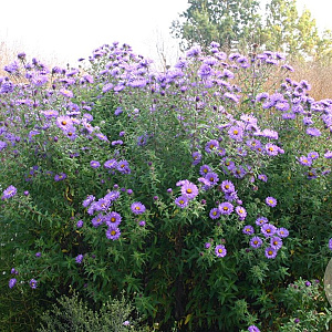 Aster n.-a. 'Barr's Blue' GM P9