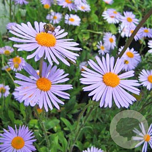 Aster tongolensis 'Napsbury' GM P9