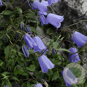 Campanula cochl. 'Blue Baby' GM P9