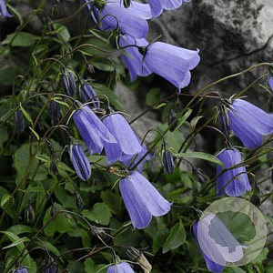 Campanula cochl. 'Blue Baby' GM P9