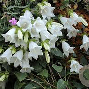 Campanula cochl. 'White Baby' GM P9