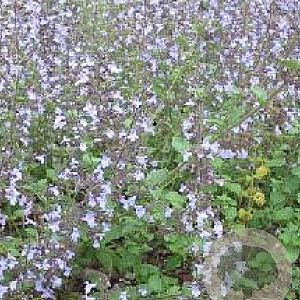 Calamintha n. 'Lila Riese' GM P9
