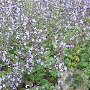 Calamintha n. 'Lila Riese' GM P9