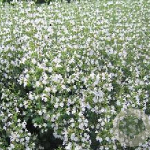 Calamintha n. 'Triumphator' GM P9