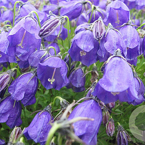 Campanula pulloides 'G.F. Wilson' GM P9