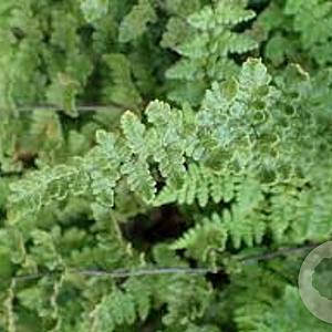 Cheilanthes lanosa GM P9