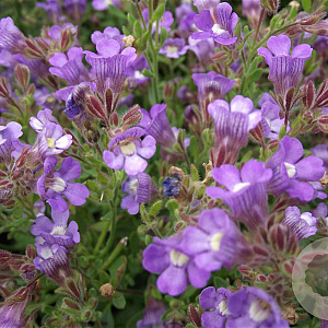 Chaenorhinum origan. 'Blue Dream' GM P9
