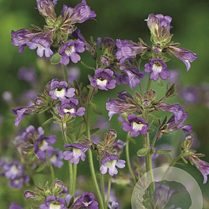 Chaenorhinum origan. 'Blue Dream' GM P9