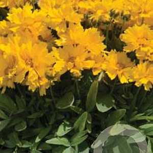 Coreopsis gr. 'Presto' GM P9