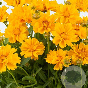 Coreopsis gr. 'Presto' GM P9
